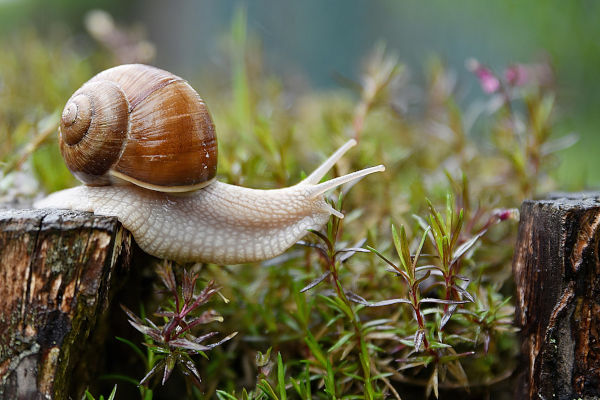 Schnecke im Garten